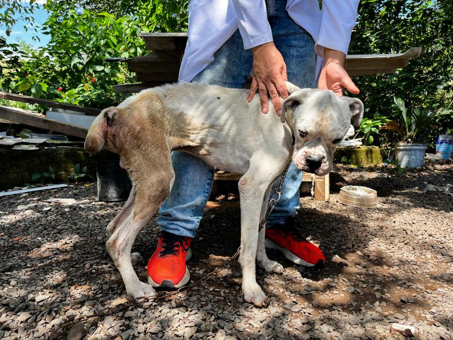 Cuidado veterinário