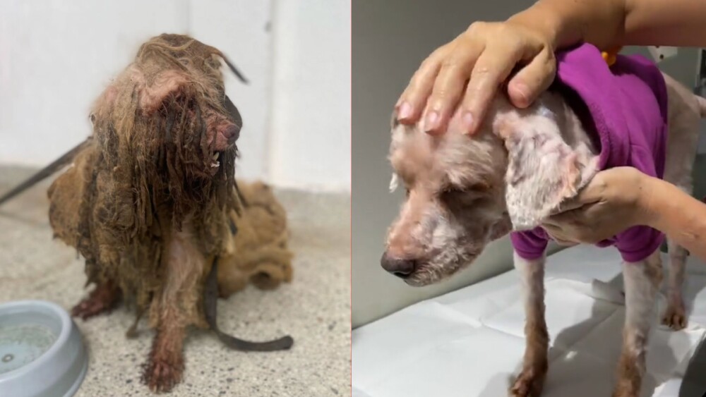 Animais aguardando ajuda